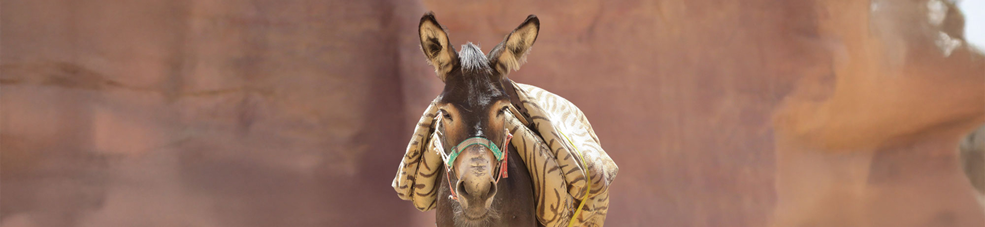 donkey