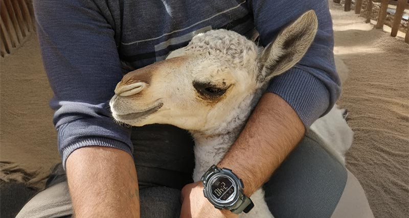 animal in doctor's arms