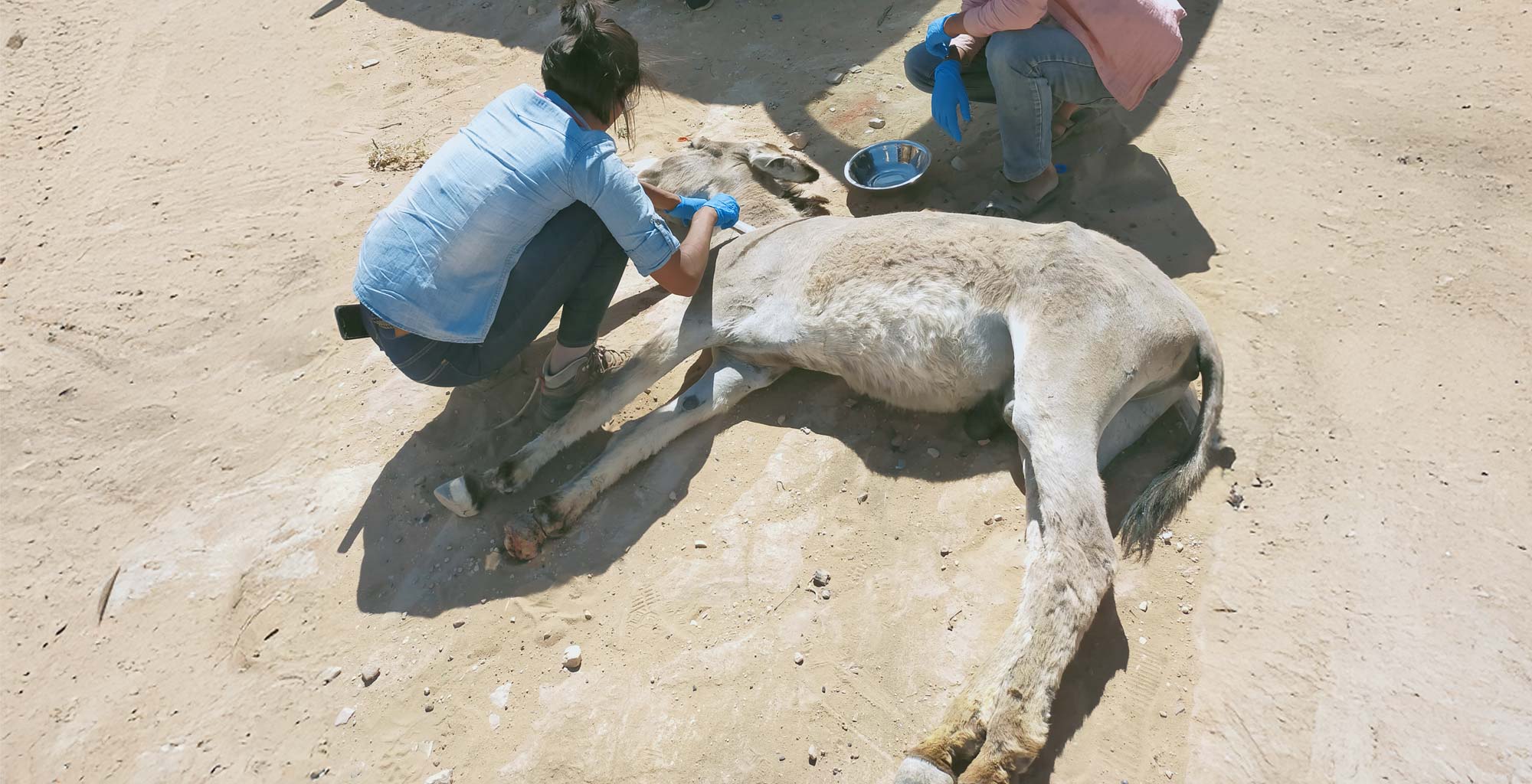 veterinarian working on donkey